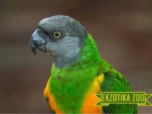 Сенегальский Попугай