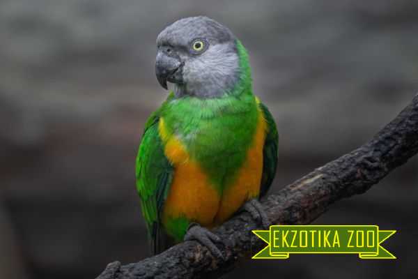 Сенегальский Попугай - Image 3