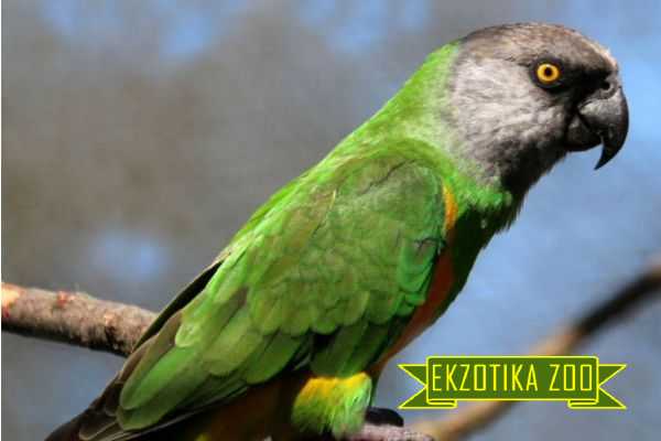 Сенегальский Попугай - Image 4