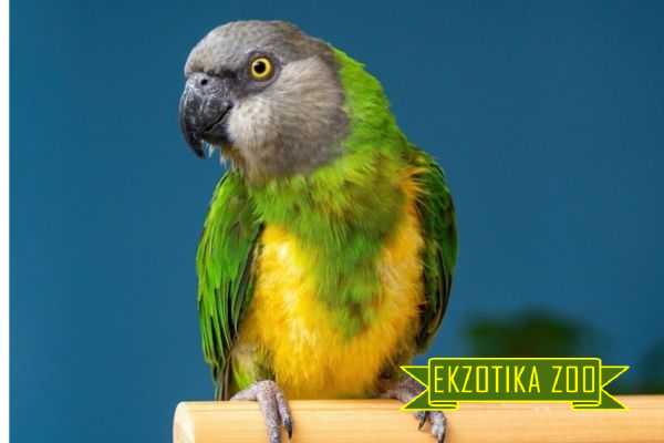 Сенегальский Попугай - Image 5