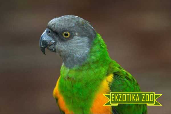 Сенегальский Попугай