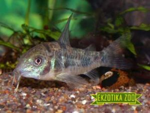 Коридорас крапчатый