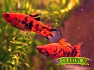 Рыбка Меченосец Тигровый